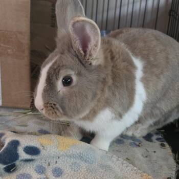 Emerson -  Bunny Rabbit Rabbit for Adoption in Glenfield, New York - Emerson | PetCurious