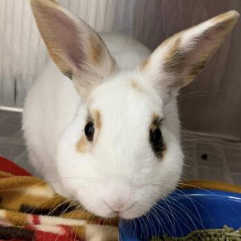 Mini Rex Rabbits Available for Adoption in Cleveland, Mississippi - Eloise | PetCurious