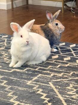 Harlequin Rabbits Available for Adoption in Saint Charles, Missouri - Mix And Match  | PetCurious