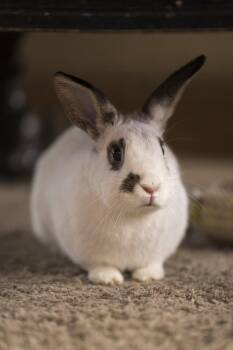 English Spot Rabbits Available for Adoption - Coconut Butter | PetCurious