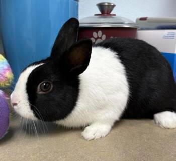 Dutch Rabbits Available for Adoption in Sioux City, Iowa - Coco | PetCurious