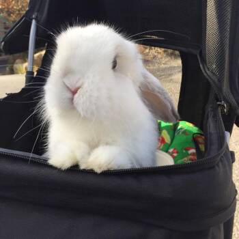 Bo -  Holland Lop Rabbit for Adoption in Glenwood Springs, Colorado - Bo | PetCurious
