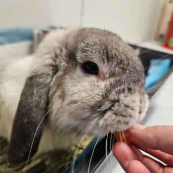 Humphrey Bogart -  Creme Dargent Rabbit for Adoption in Conway, New Hampshire - Humphrey Bogart | PetCurious