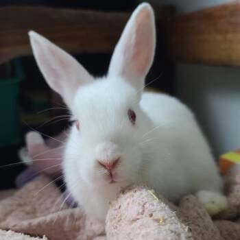 Winter -  Bunny Rabbit Rabbit for Adoption in Gansevoort, New York - Winter | PetCurious