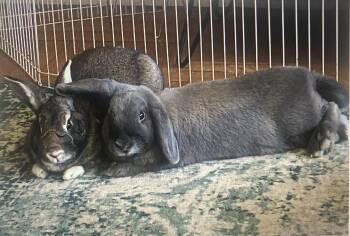 Rescue Holland Lop Rabbits for Adoption in San Antonio, Texas - Sprite & Jiji | PetCurious