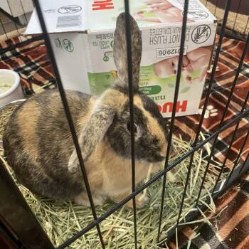 Chicken -  American Rabbit for Adoption in Elyria, Ohio - Chicken | PetCurious