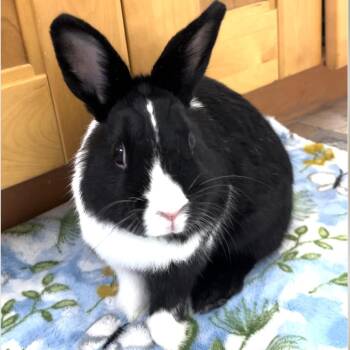 Rescue Dutch Rabbits for Adoption in Miami, Florida - Loopy | PetCurious
