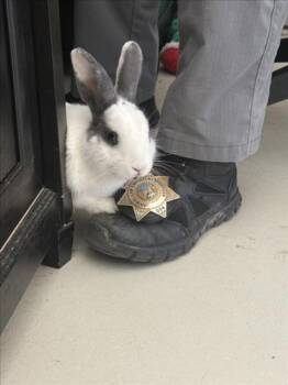 Rescue Bunny Rabbit Rabbits for Adoption in Santa Cruz, California - EDWARD HOPPER* | PetCurious