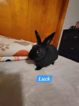 Rescue Dwarf Rabbits for Adoption in Seymour, Connecticut - Luck | PetCurious