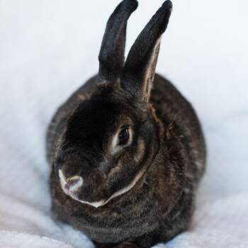 Mini Rex Rabbits Available for Adoption - Oliver | PetCurious