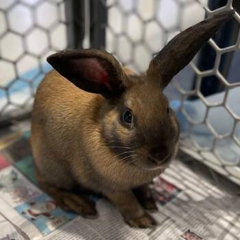 Harry -  Rex Rabbit for Adoption in Stafford, Virginia - Harry | PetCurious