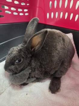 Ume -  Mini Rex Rabbit for Adoption in Sacramento, California - Ume | PetCurious
