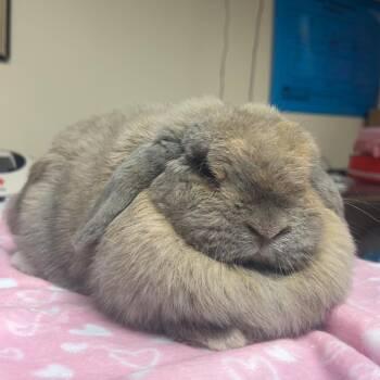 Aurora -  Holland Lop Rabbit for Adoption in Gansevoort, New York - Aurora | PetCurious
