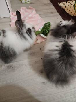 Angora Rabbit Rabbits Available for Adoption - Willow Merino | PetCurious