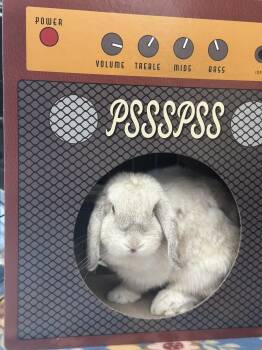 Sandy -  Holland Lop Rabbit for Adoption in San Tan Valley, Arizona - Sandy | PetCurious