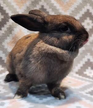 Ivy -  Bunny Rabbit Rabbit for Adoption in Dallas, Pennsylvania - Ivy | PetCurious