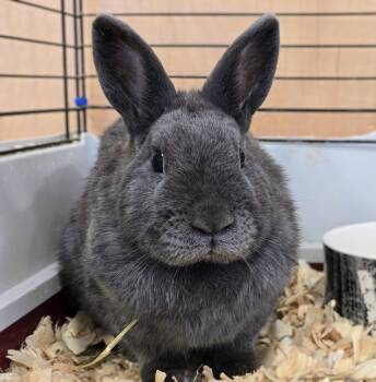 Dwarf Rabbits Available for Adoption - #52 Cannoli | PetCurious