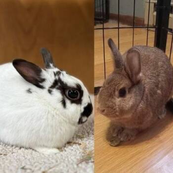 Babbitty--In Foster -  American Rabbit for Adoption in Fargo, North Dakota - Babbitty--In Foster | PetCurious