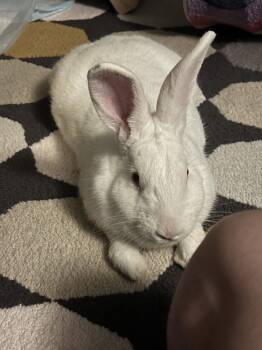 Skip -  New Zealand Rabbit for Adoption in Ankeny, Iowa - Skip | PetCurious