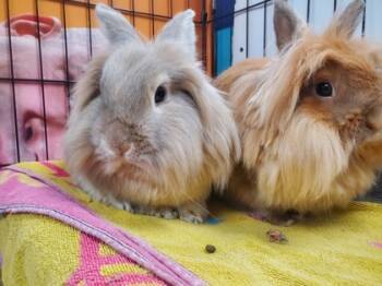 Rescue Bunny Rabbit Rabbits for Adoption in Montreal, Quebec - Gaia | PetCurious