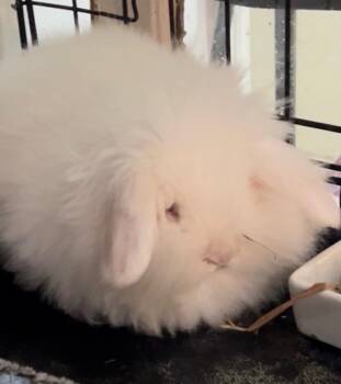Snowball -  Angora Rabbit Rabbit for Adoption in Waynesboro, Virginia - Snowball | PetCurious