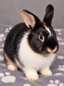 Cinnabun -  Dutch Rabbit for Adoption in Skyline, Minnesota - Cinnabun | PetCurious