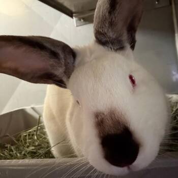 Californian Rabbits Available for Adoption in Richmond, California - Patrick Star | PetCurious