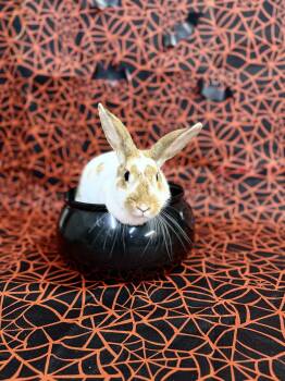 Dauphine -  Champagne Dargent Rabbit for Adoption in Jefferson, Louisiana - Dauphine | PetCurious