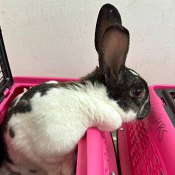 English Spot Rabbits Available for Adoption - Diglett | PetCurious