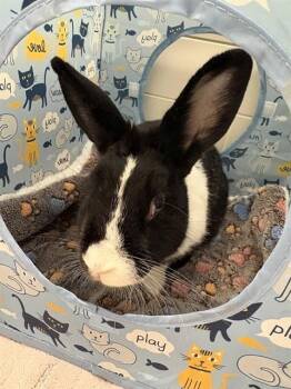 AGATHA -  Bunny Rabbit Rabbit for Adoption in Leesburg, Virginia - AGATHA | PetCurious