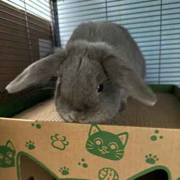 Breadstick -  Holland Lop Rabbit for Adoption in Patchogue, New York - Breadstick | PetCurious