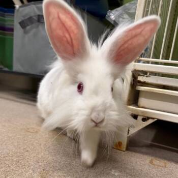 THUMPER -  Lionhead Rabbit for Adoption in Aurora, Colorado - THUMPER | PetCurious