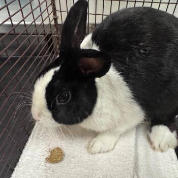 Milo -  Dutch Rabbit for Adoption in Chicago, Illinois - Milo | PetCurious