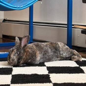 Mini Rex Rabbits Available for Adoption in Chicago, Illinois - Theo | PetCurious
