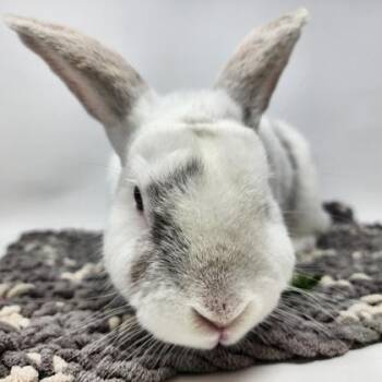 American Rabbits Available for Adoption in Largo, Florida - Archer | PetCurious