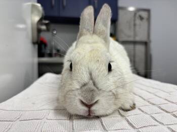 Bunny Rabbit Rabbits Available for Adoption in Westford, Massachusetts - Sapporo | PetCurious