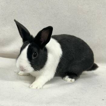 Colt -  Dutch and Dwarf Rabbit for Adoption in Edgewood, Maryland - Colt | PetCurious