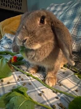 Ivy (potentially bonded) -  Lop Eared Rabbit for Adoption in Westbrook, Maine - Ivy (potentially Bonded) | PetCurious