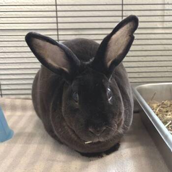 Cabbage -  Mini Rex Rabbit for Adoption in Marshall, Virginia - Cabbage | PetCurious