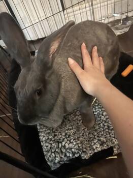 Hazel -  Flemish Giant Rabbit for Adoption in Melbourne, Florida - Hazel | PetCurious