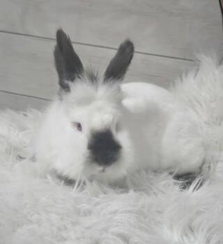 Rescue Lionhead Rabbits for Adoption in Kalamazoo, Michigan - Koala | PetCurious
