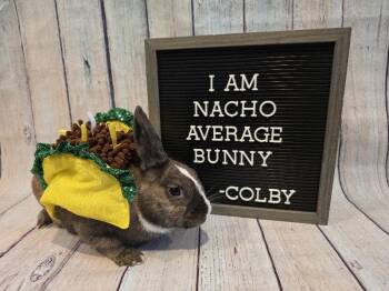 Dutch and Bunny Rabbit Rabbits Available for Adoption in Columbus, Ohio - Colby | PetCurious