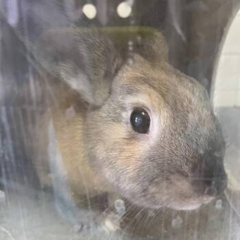 Peach -  Bunny Rabbit Rabbit for Adoption in Pasadena, California - Peach | PetCurious