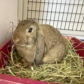 Pigeon -  English Lop and Bunny Rabbit Rabbit for Adoption in Wheaton, Illinois - Pigeon | PetCurious
