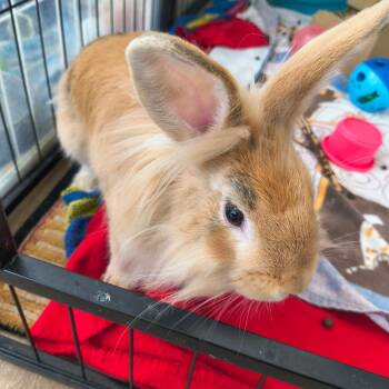 Lionhead Rabbits Available for Adoption in Warwick, Rhode Island - Mumm-Ra | PetCurious