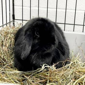 Luster (Bonded) -  Lop Eared Rabbit for Adoption in Wheaton, Illinois - Luster (Bonded) | PetCurious