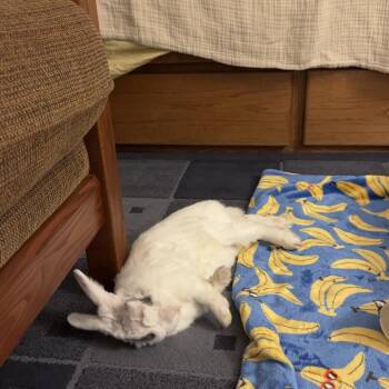 Daffy Duck -  Hotot Rabbit for Adoption in Richmond, California - Daffy Duck | PetCurious