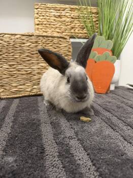 Sesame -  Californian Rabbit for Adoption in San Tan Valley, Arizona - Sesame | PetCurious