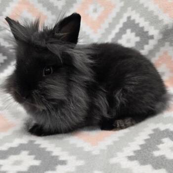 Lionhead Rabbits Available for Adoption in Evansville, Indiana - Cupcake | PetCurious