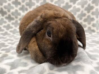 Prada -  Mini Lop and Rex Rabbit for Adoption in Westford, Massachusetts - Prada | PetCurious
